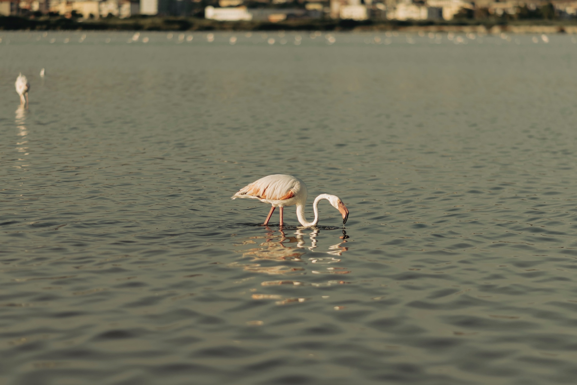 Fenicotteri rosa a Molentargius — foto 1