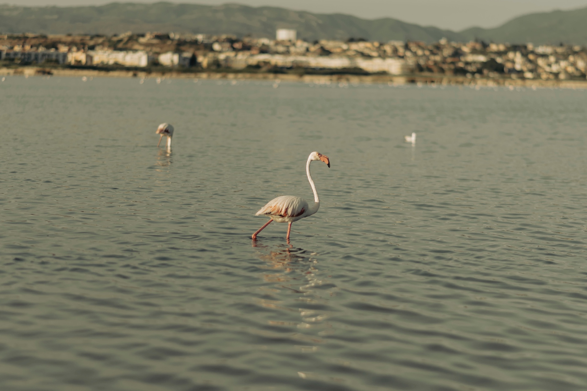 Fenicotteri rosa a Molentargius — foto 2