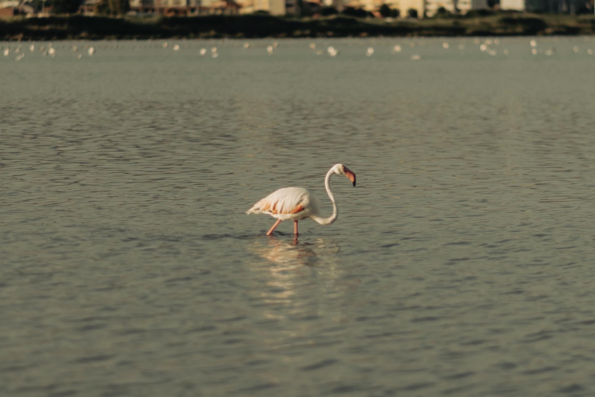Fenicotteri rosa a Molentargius — foto 4