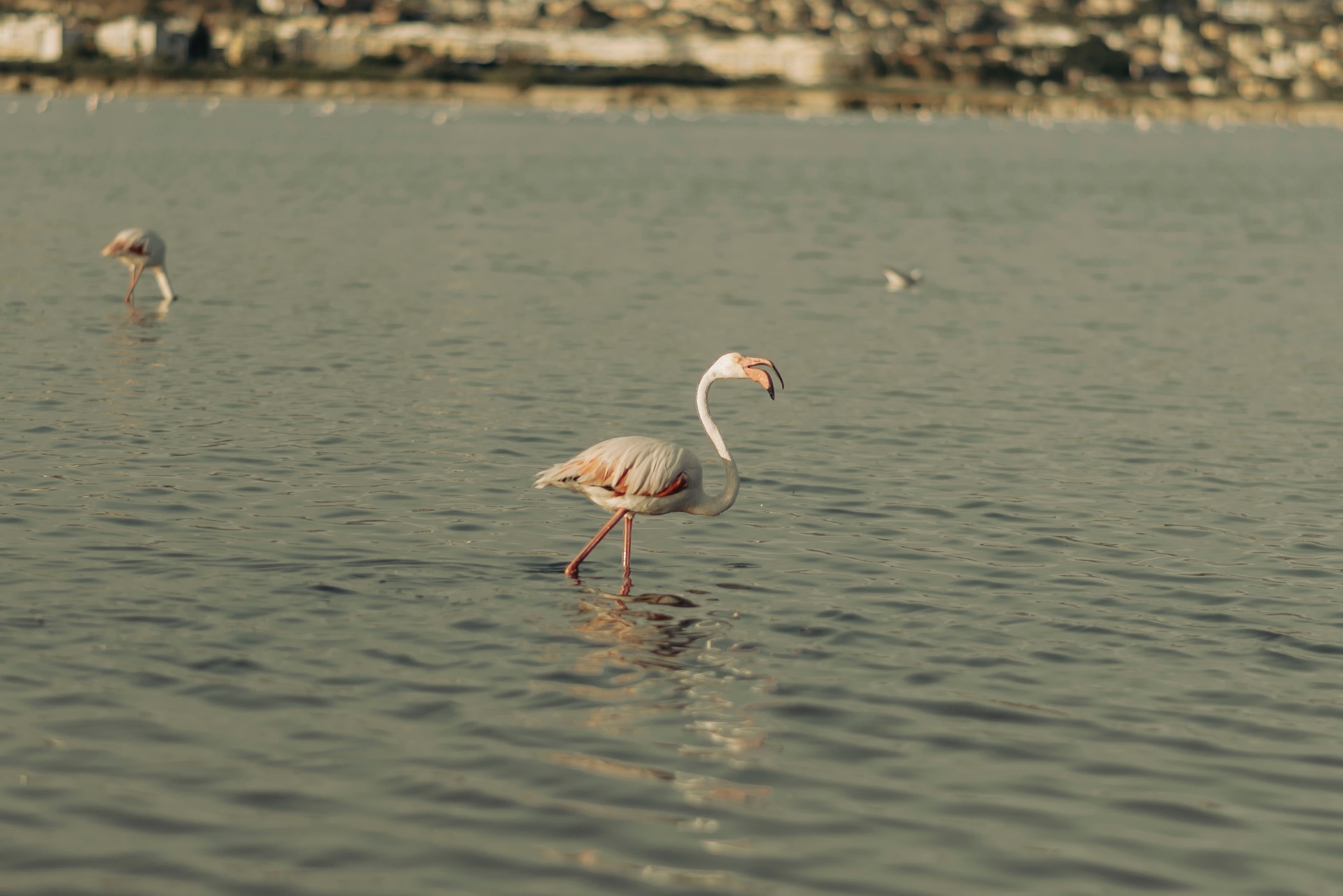 Parco naturale del Molentargius con fenicotteri rosa